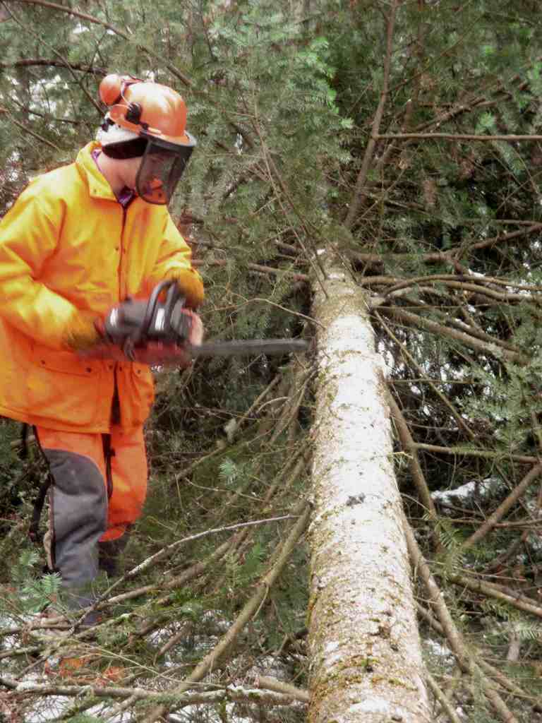 Can Fallen Trees Be Used For Firewood?