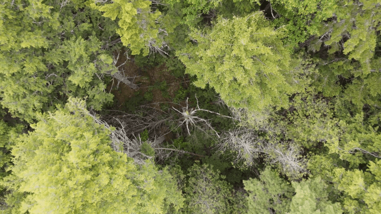 What is Femelschlag? Understanding Expanding Gap Forestry