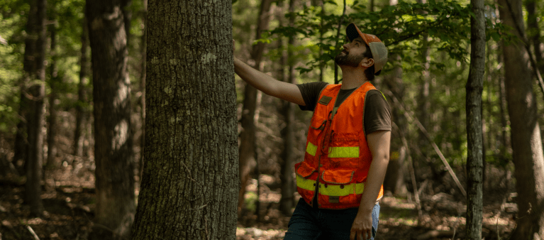 How to Estimate How Much Wood Is in a Forest