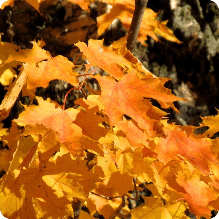 Michigan Timber Prices Q4 2025