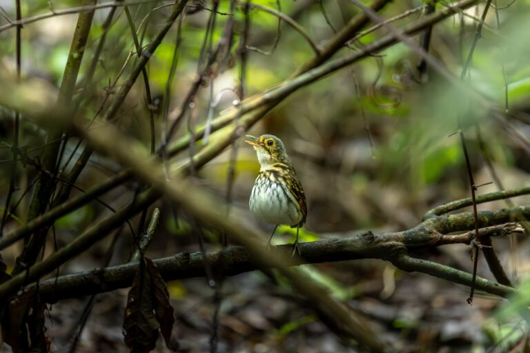 pexels-jean-paul-montanaro-49563862-26572387